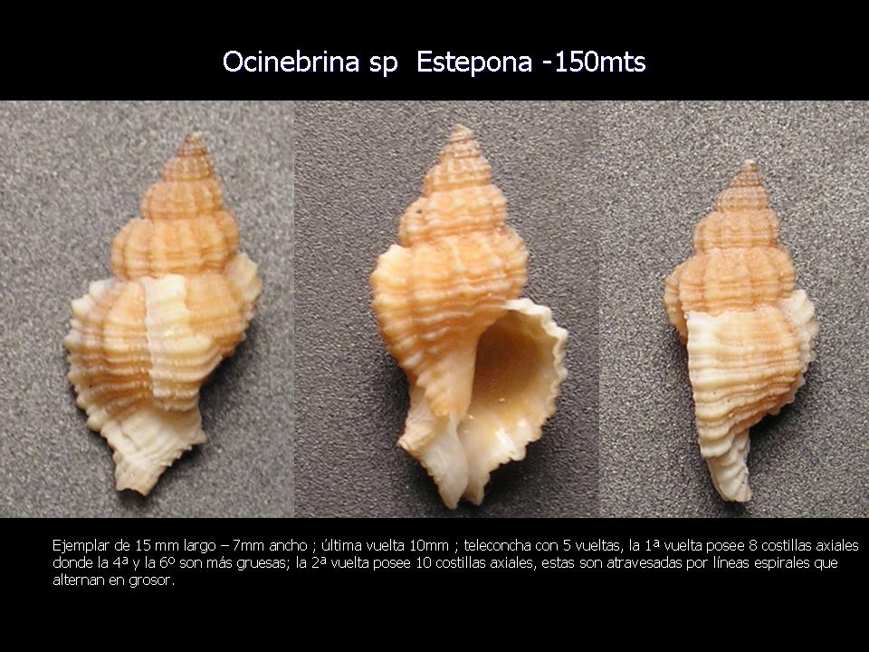 Monophorus erythrosoma, Ocinebrina nicolai e Pseudom kochi